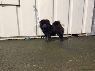 Chow Chow dogs Chow chow - Advert 1