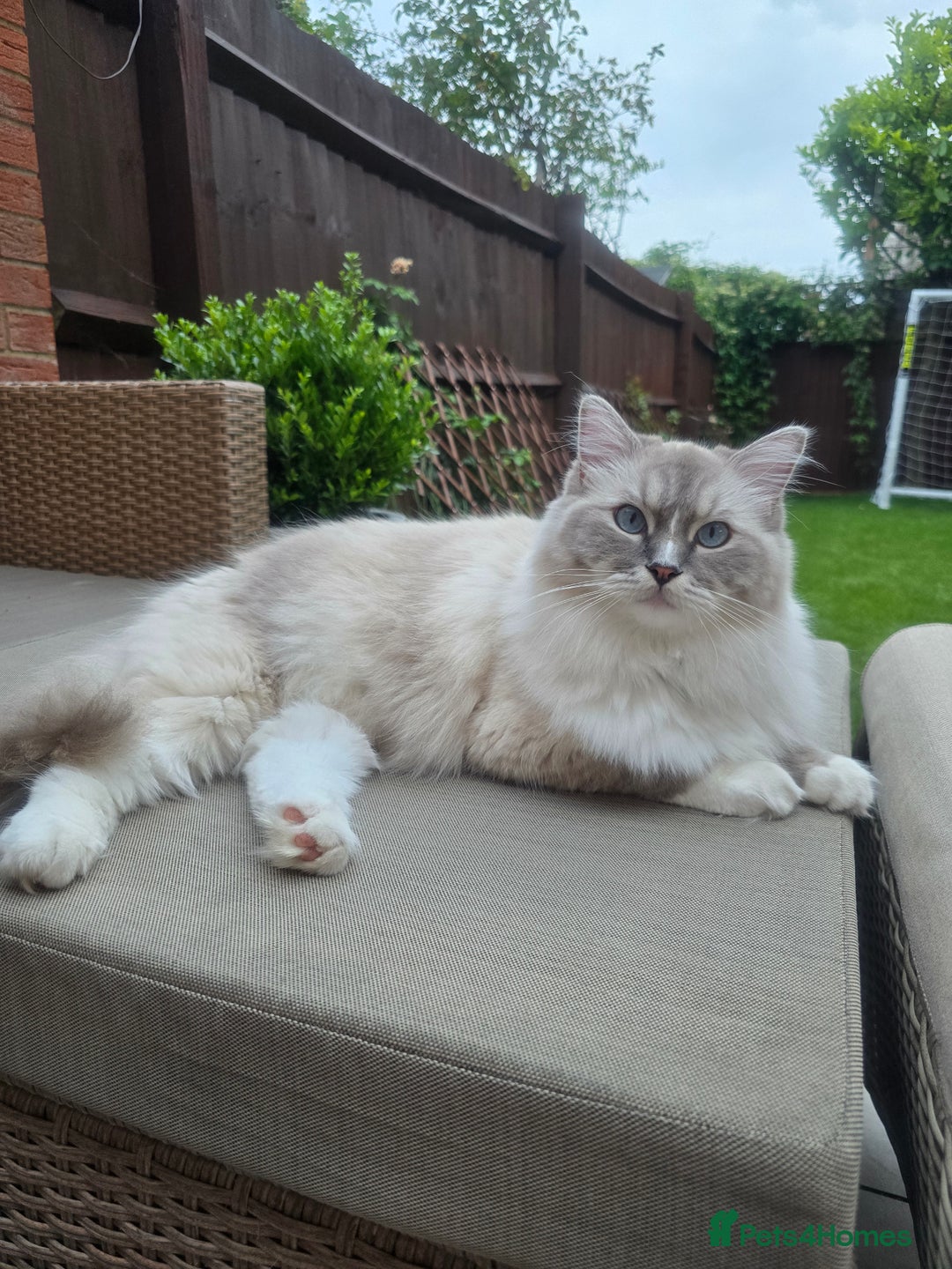 Ragdoll cats for sale: Pedigree ragdoll cats - Image 4