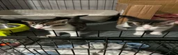 Bengal cats for sale: Bengal x forest cat - Advert 4