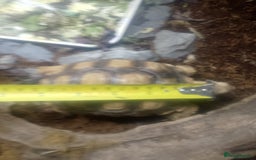 Tortoise reptiles for sale: 14 month old sulcata - Image 3