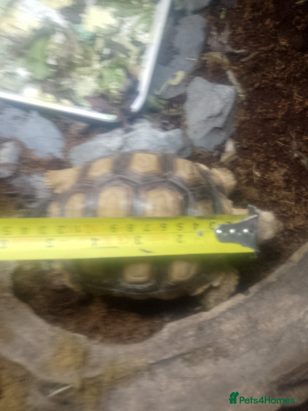 Tortoise reptiles for sale: 14 month old sulcata - Image 3