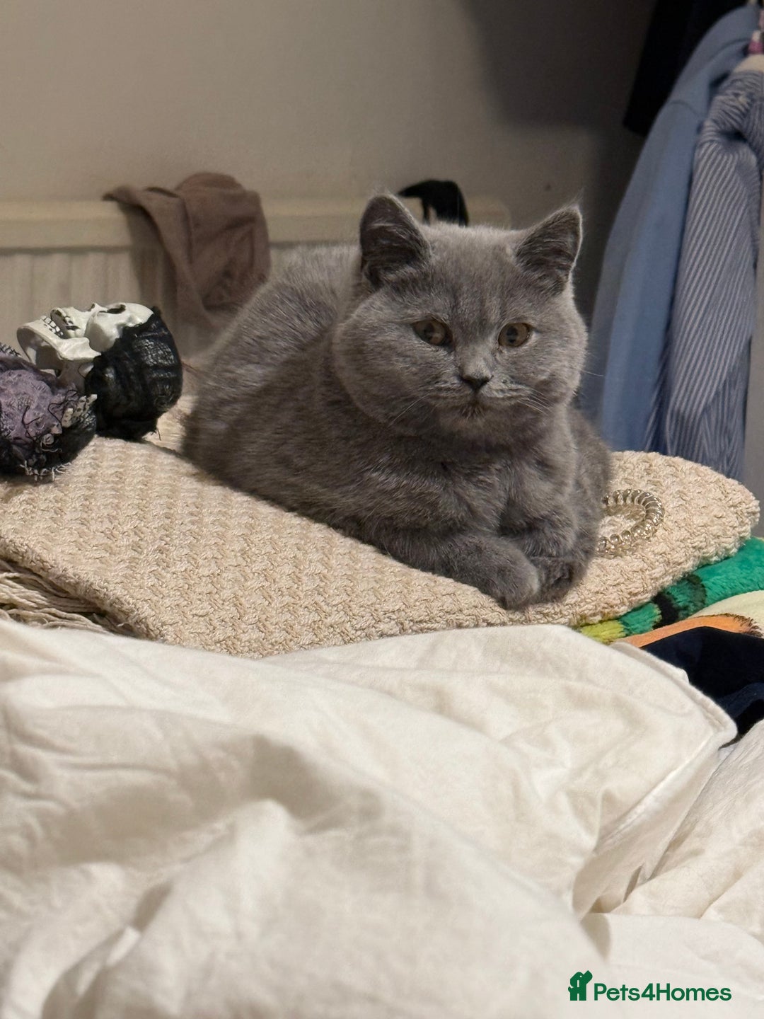 British Shorthair cats for sale: British Shorthair Kittens 1girl left only - Advert 19