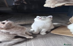Scottish Fold cats for sale: Scottish fold and Scottish straight Tica pedigree  in Croydon - Image 15