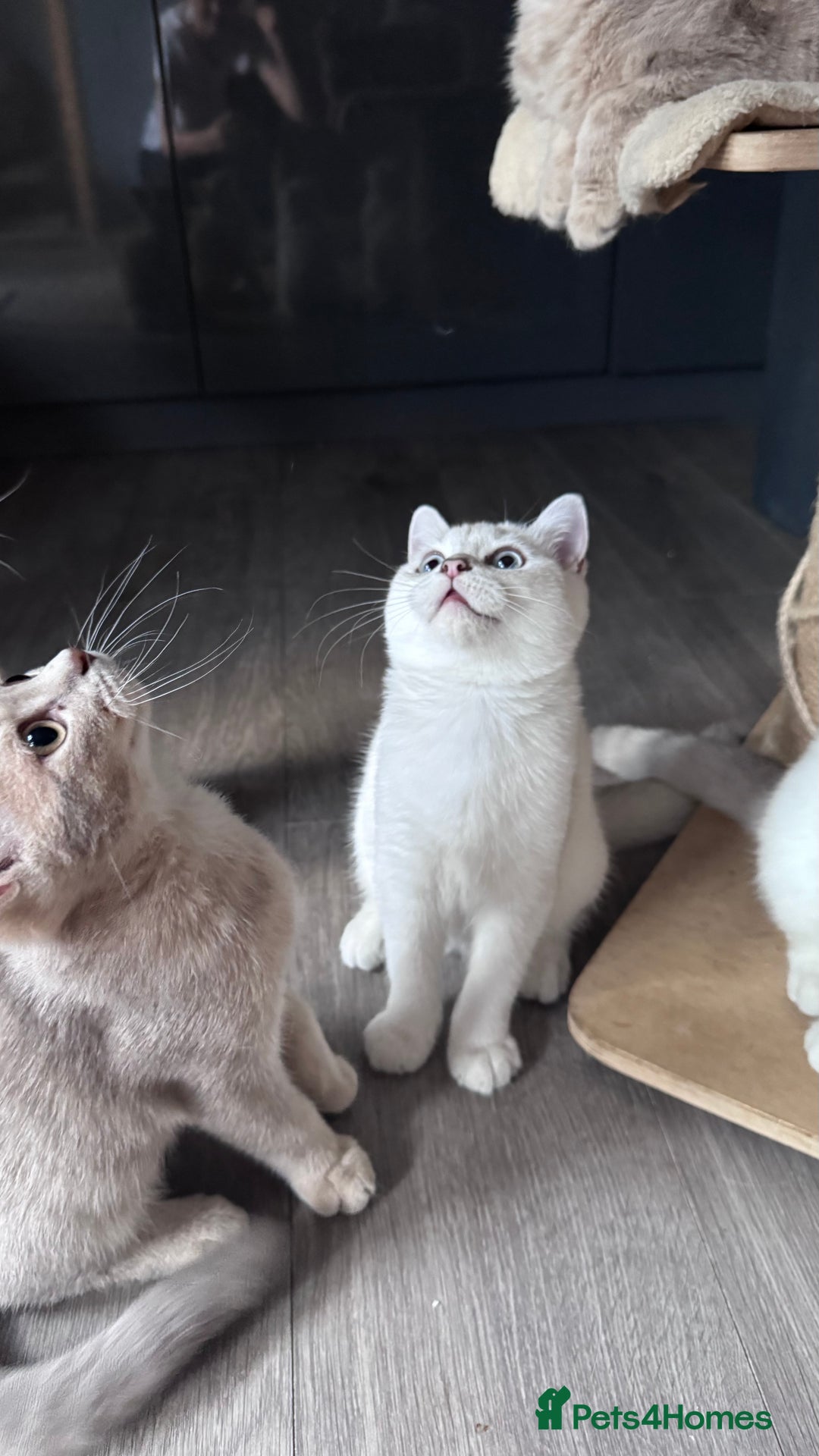 Scottish Fold cats for sale: Scottish fold and Scottish straight Tica pedigree  in Croydon - Image 15