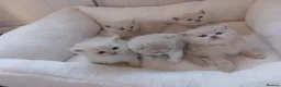 British Shorthair cats for sale: Cream British shorthair kittens 🍦 - Advert 1