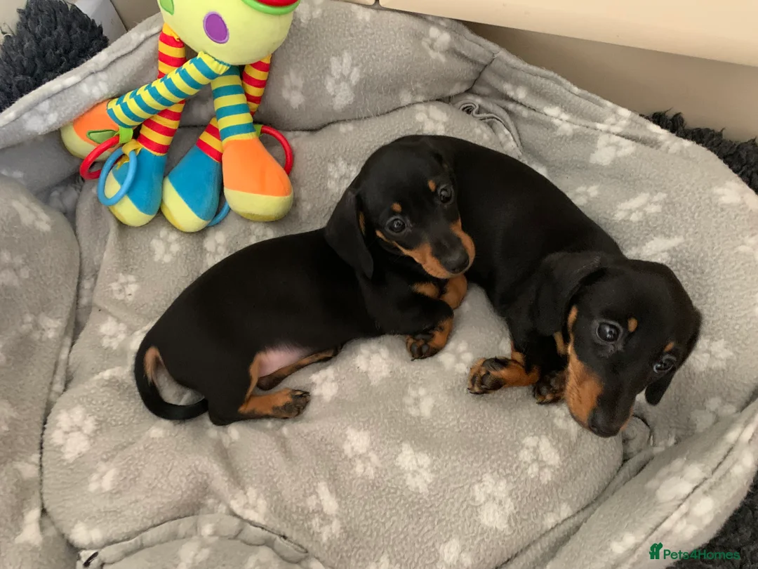Miniature Dachshund dogs for sale: KC registered quality true miniature dachshunds  in Lingfield - Advert 14