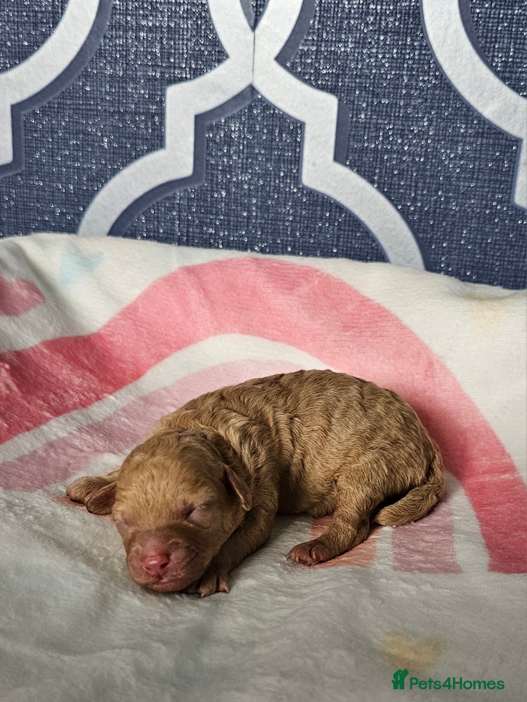 Miniature Poodle dogs for sale: Very well bred, health tested parents  - Image 16