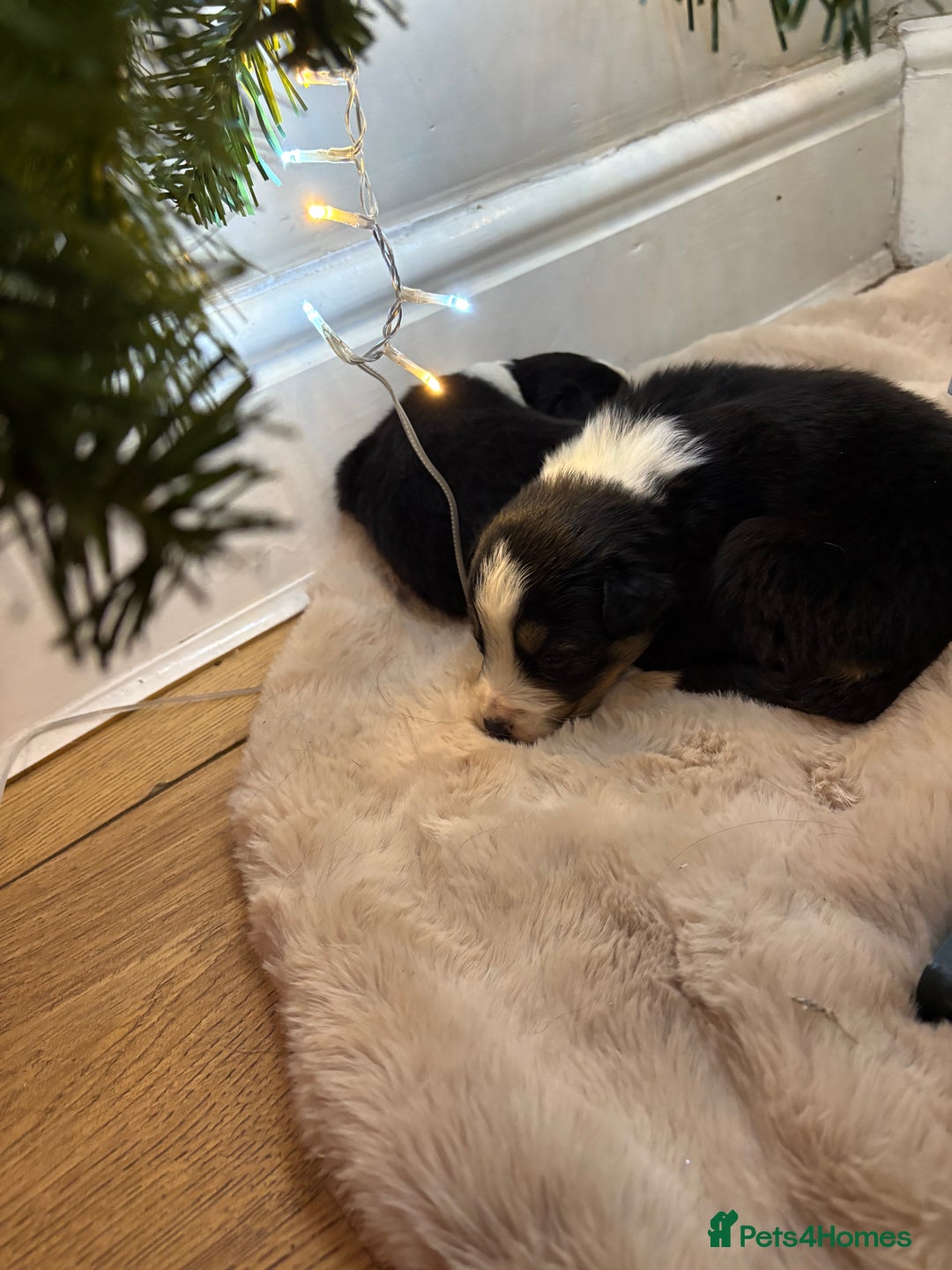 Border Collie dogs for sale: 6 beautiful tri border collie pups for sale  - Advert 3
