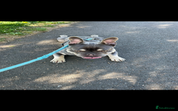 French Bulldog dogs for sale: French Bulldog Male 24 months old  - Image 1