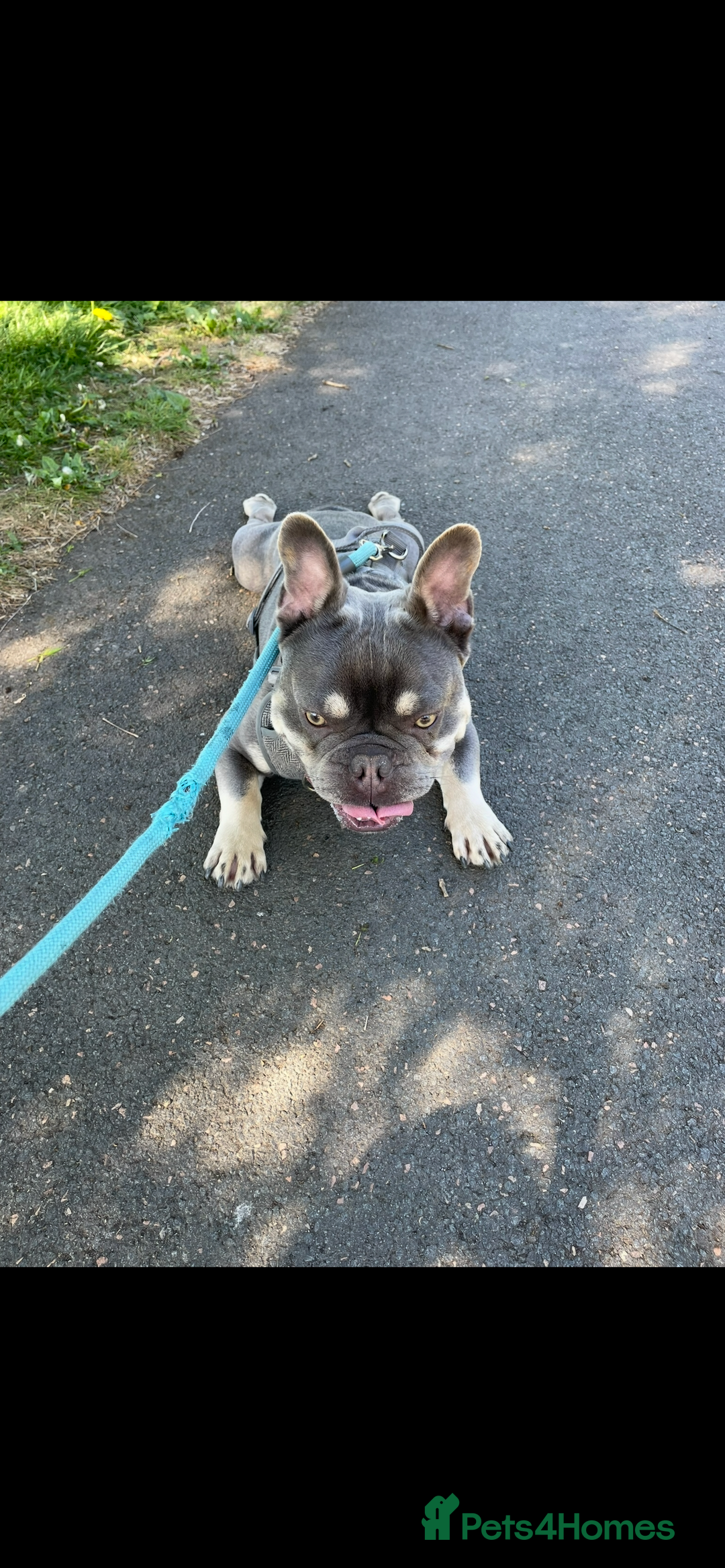 French Bulldog dogs for sale: French Bulldog Male 24 months old  - Image 1