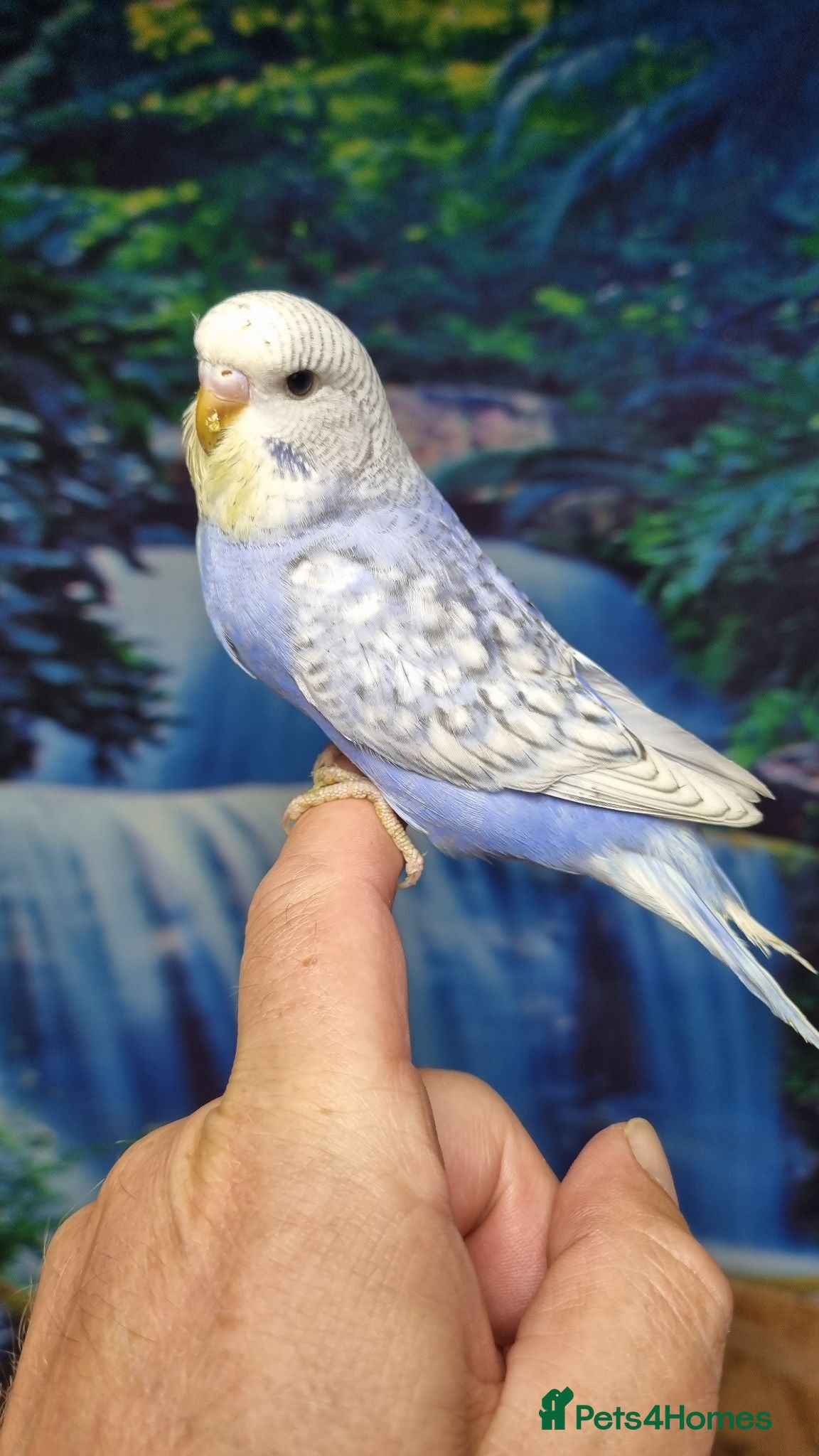 Budgerigars birds Baby Budgies for sale - Advert 2