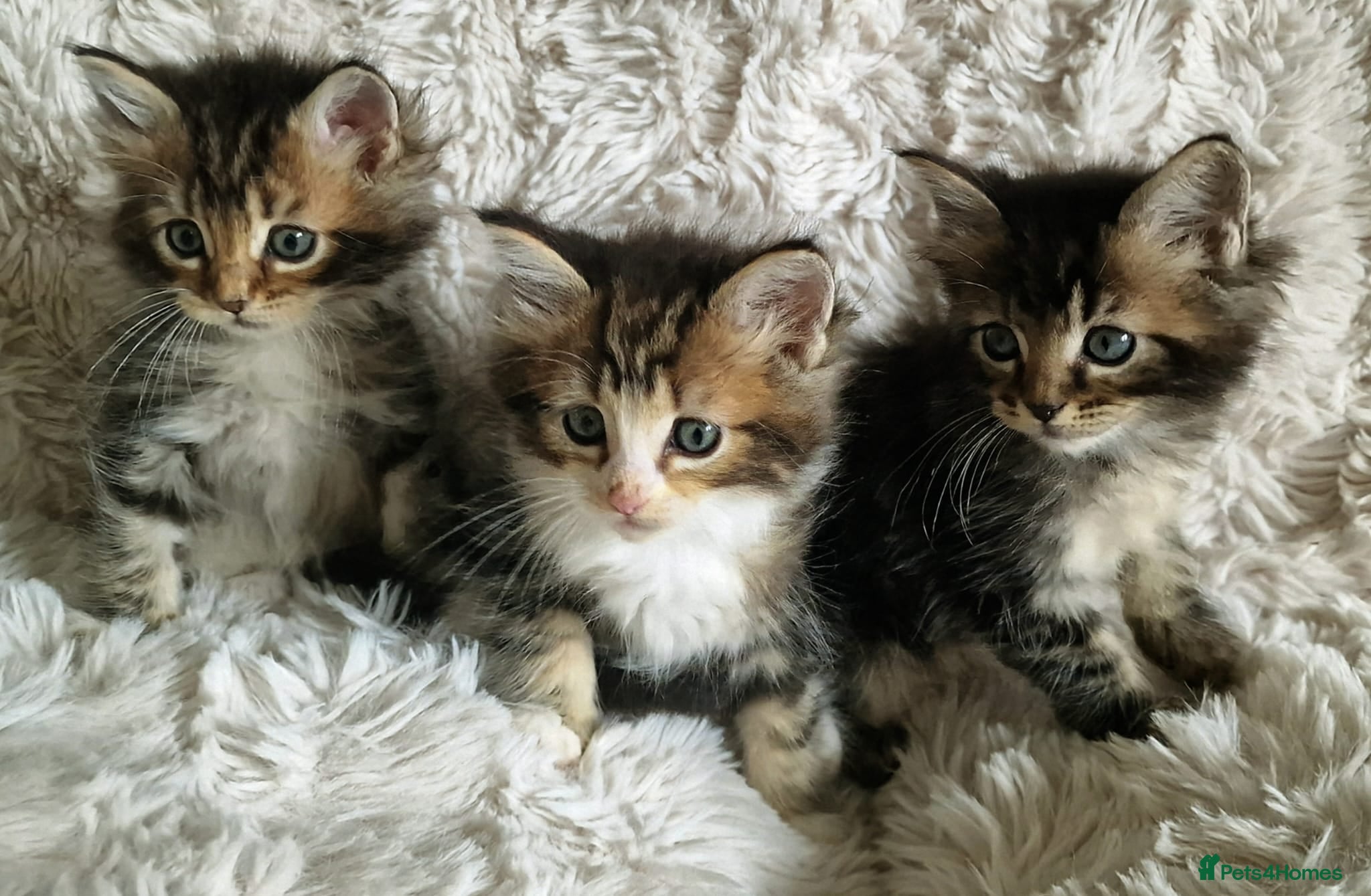 Ragcoon cats Ragcoon (Ragdoll x Maine Coon) Kittens  - Advert 4