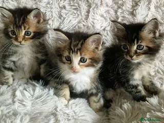 Ragcoon cats Ragcoon (Ragdoll x Maine Coon) Kittens - Advert 4