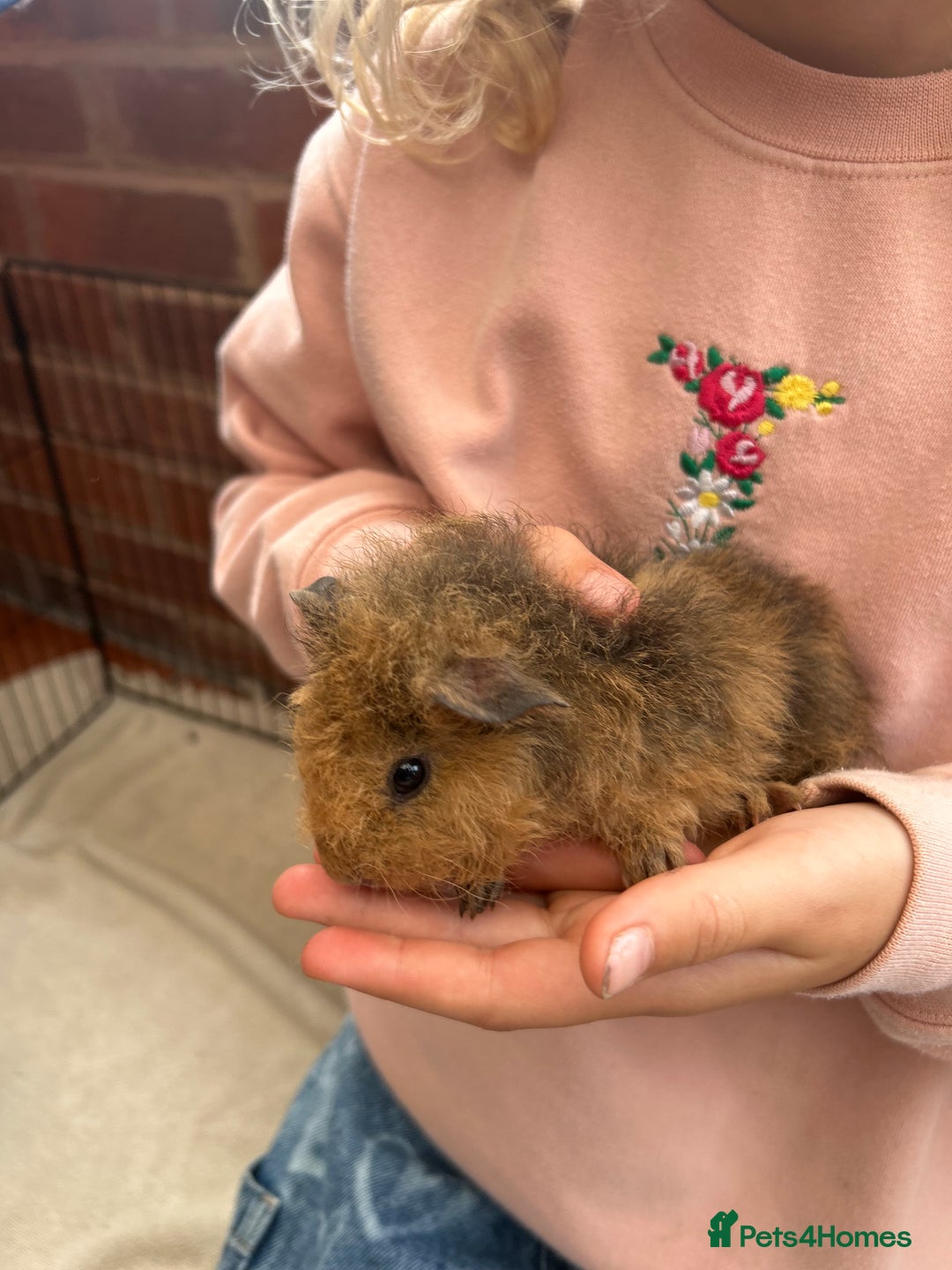 Guinea Pig rodents for sale: Bonded Male Guinea Pigs - Image 9