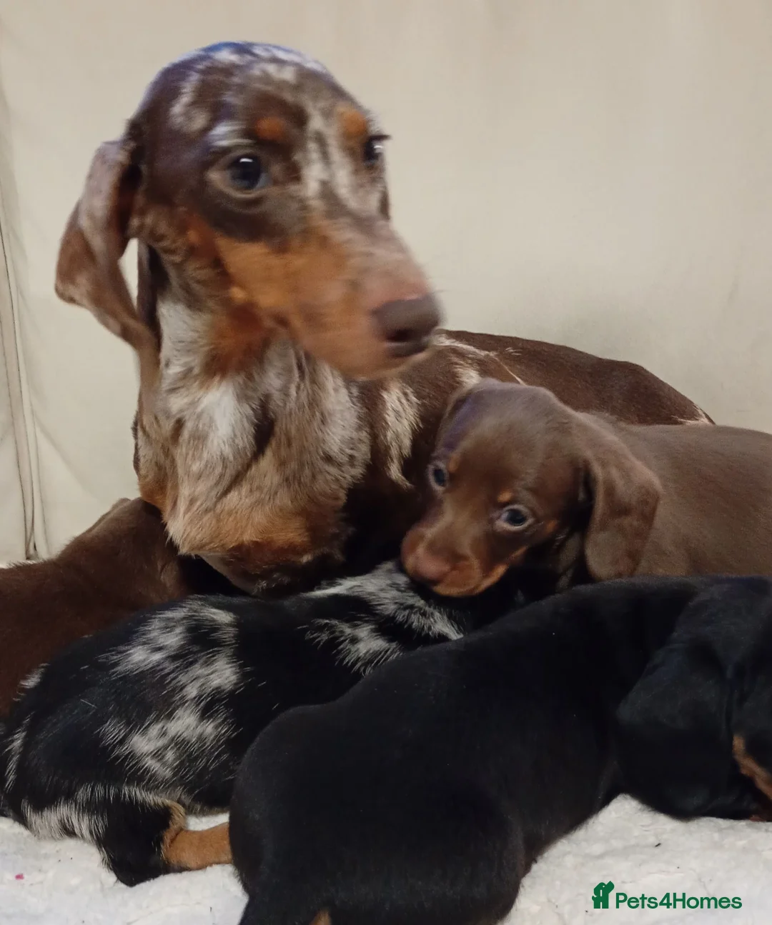 Miniature Dachshund dogs for sale: 💜 miniature dachshunds 💝 in Preston - Advert 18