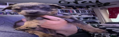 Grey male pup 