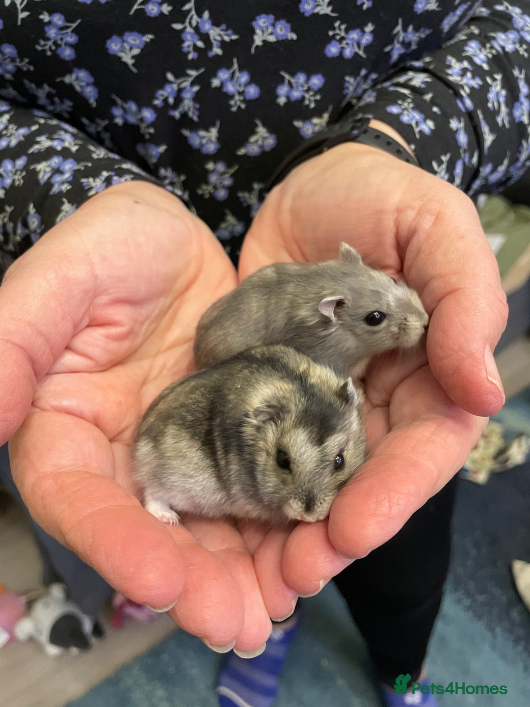 Hamster rodents for sale: Baby Winter White Russian hamsters from show stock - Image 8