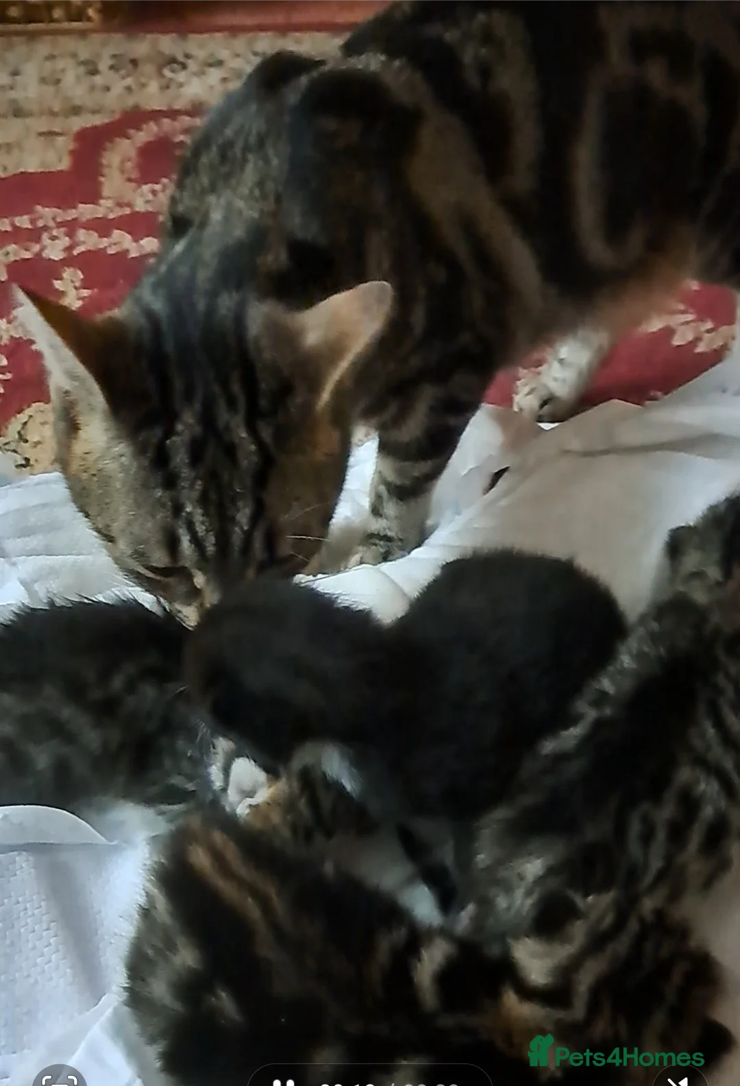 American Shorthair cats for sale: Kittens 3 females and one male in Slough - Advert 7