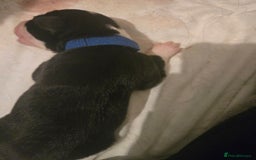Border Collie dogs for sale: 11 beautiful bored collie puppies  - Image 12
