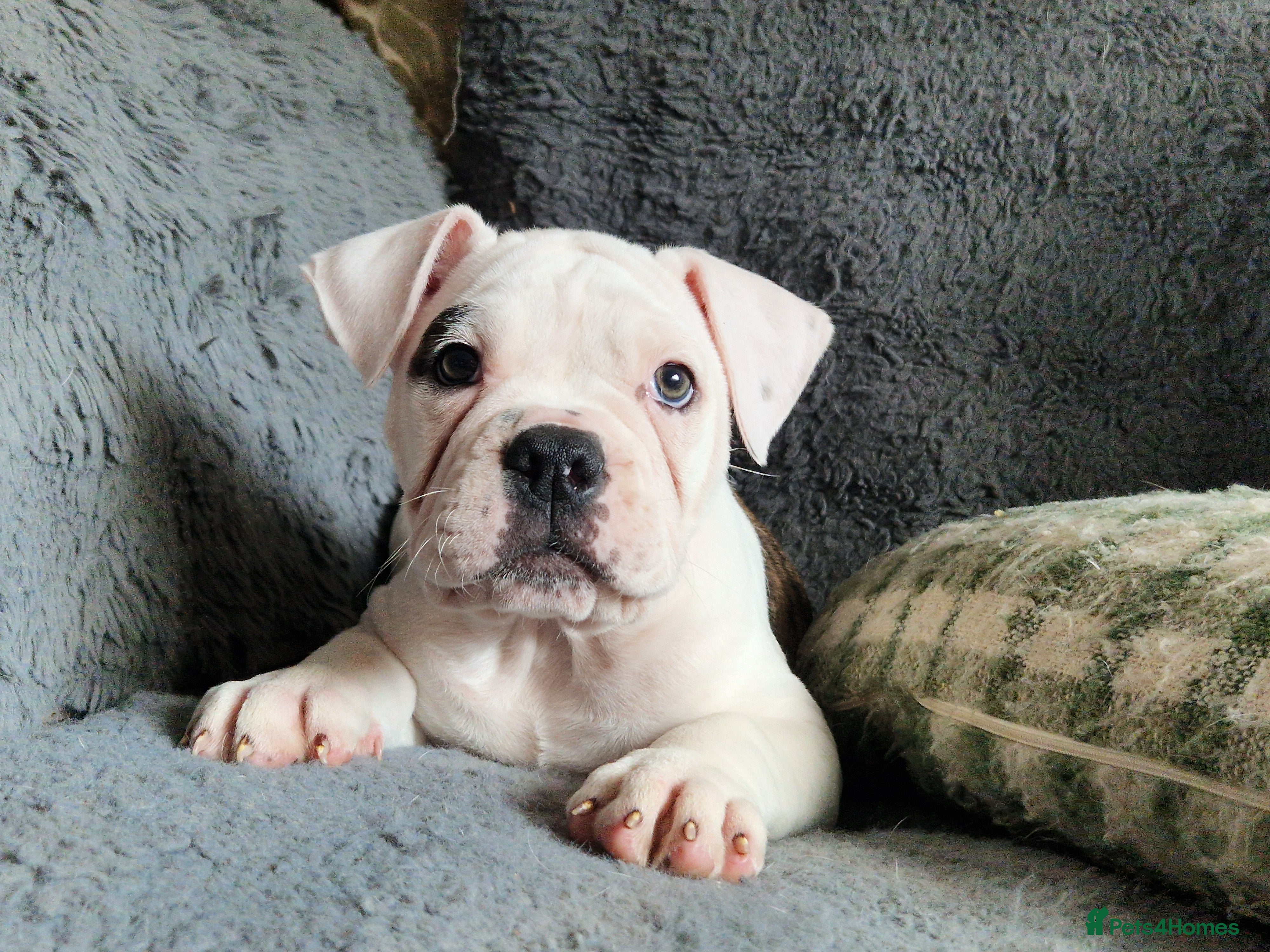 Alapaha Blue Blood Bulldog dogs for sale: Stunning Male IABBR Alapaha puppies - Advert 2