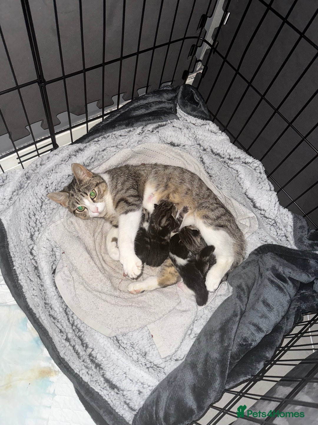 Mixed Breed cats for sale: Mixed kittens.  - Image 2