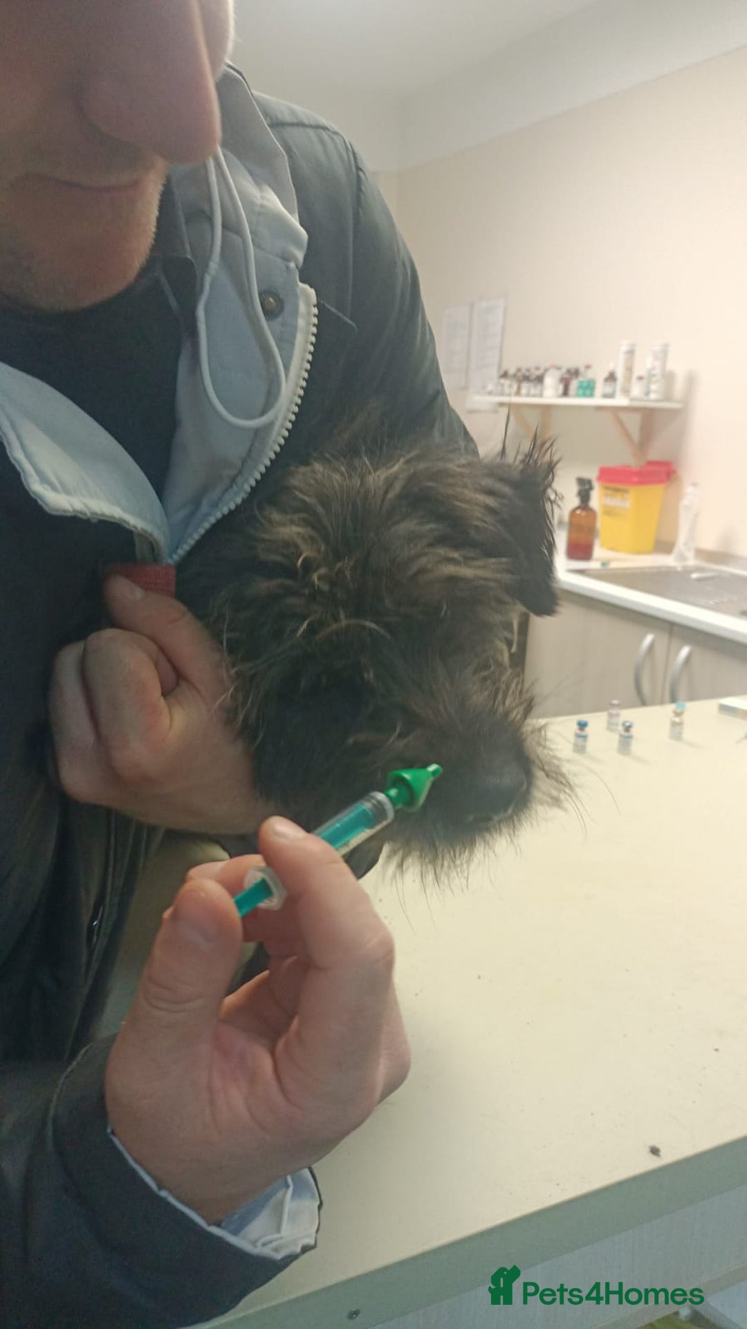 Mixed Breed dogs for adoption: ROCKY – Gentle, Resilient & Ready for Love 🐾 - Advert 18