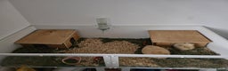 Guinea Pig rodents for sale: Two 1 years old boys - Advert 6