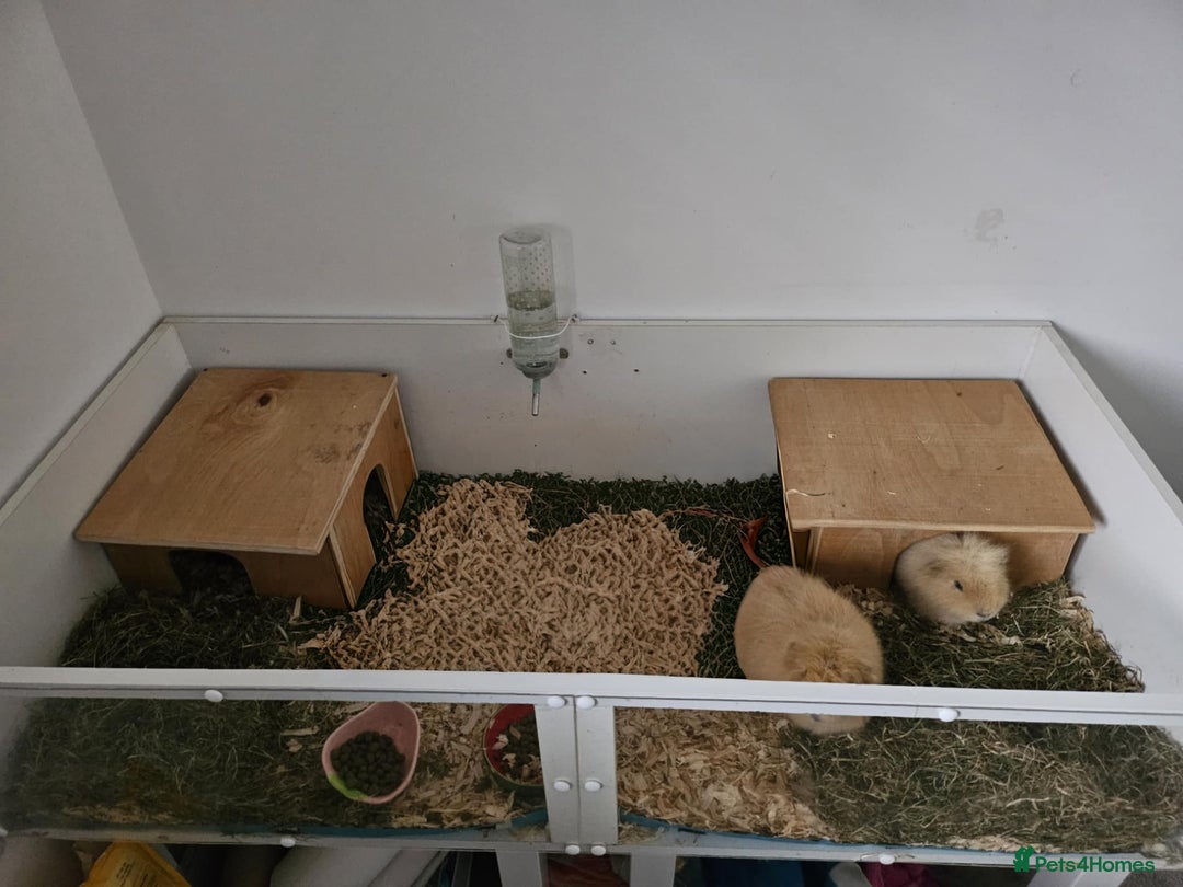 Guinea Pig rodents for sale: Two 1 years old boys - Advert 6