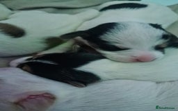 Jack Russell dogs for sale: Beautiful Jack russell puppies  - Advert 8