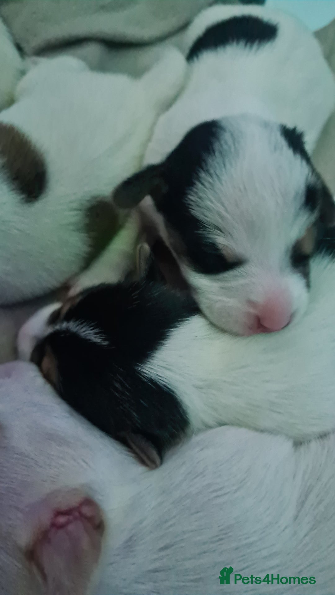 Jack Russell dogs for sale: Beautiful Jack russell puppies  - Advert 8