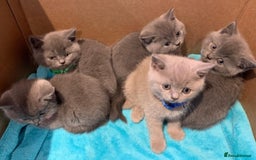 British Shorthair cats for sale: Full Pedigree stunning British Shorthair kittens  - Image 4