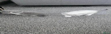 British Shorthair 1