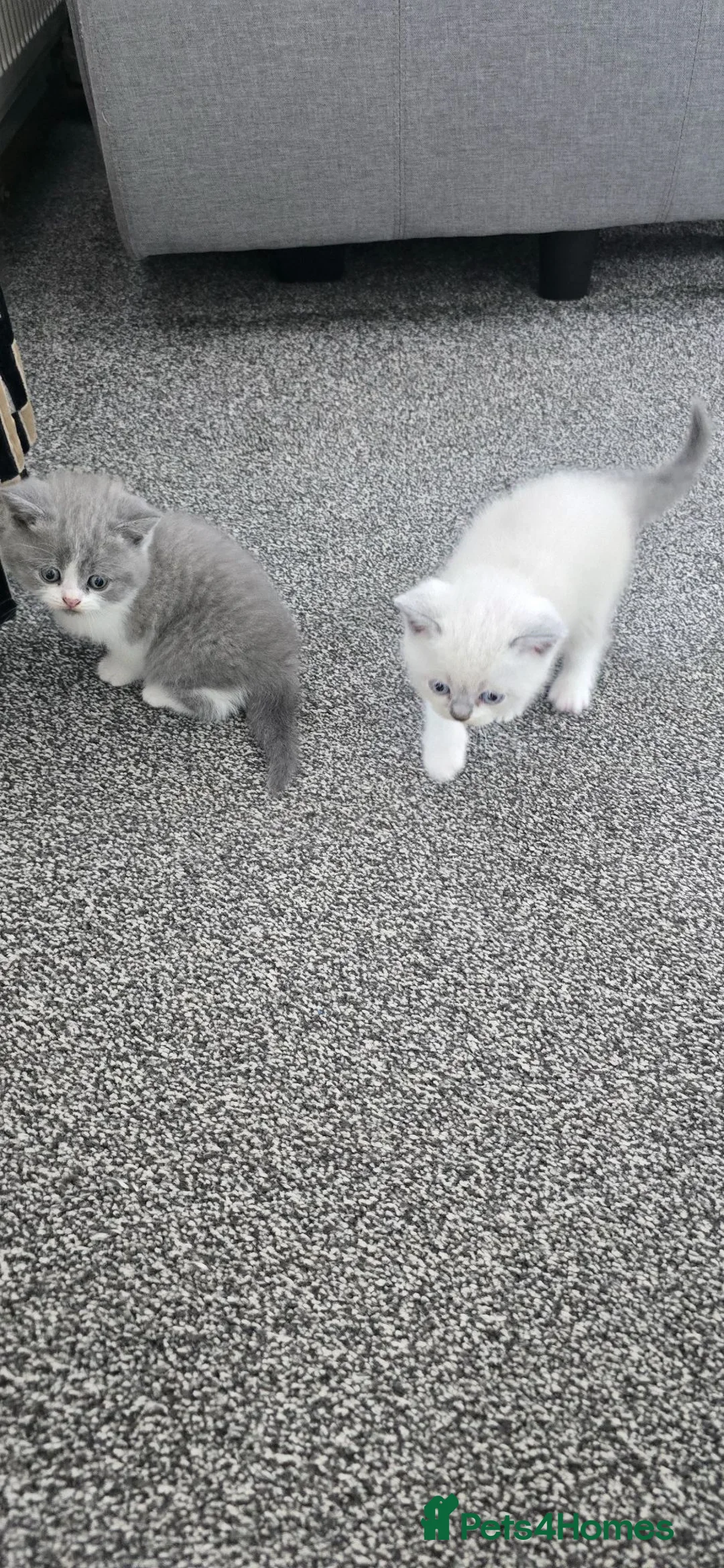 British Shorthair cats for sale: British short haired kittens  - Advert 40