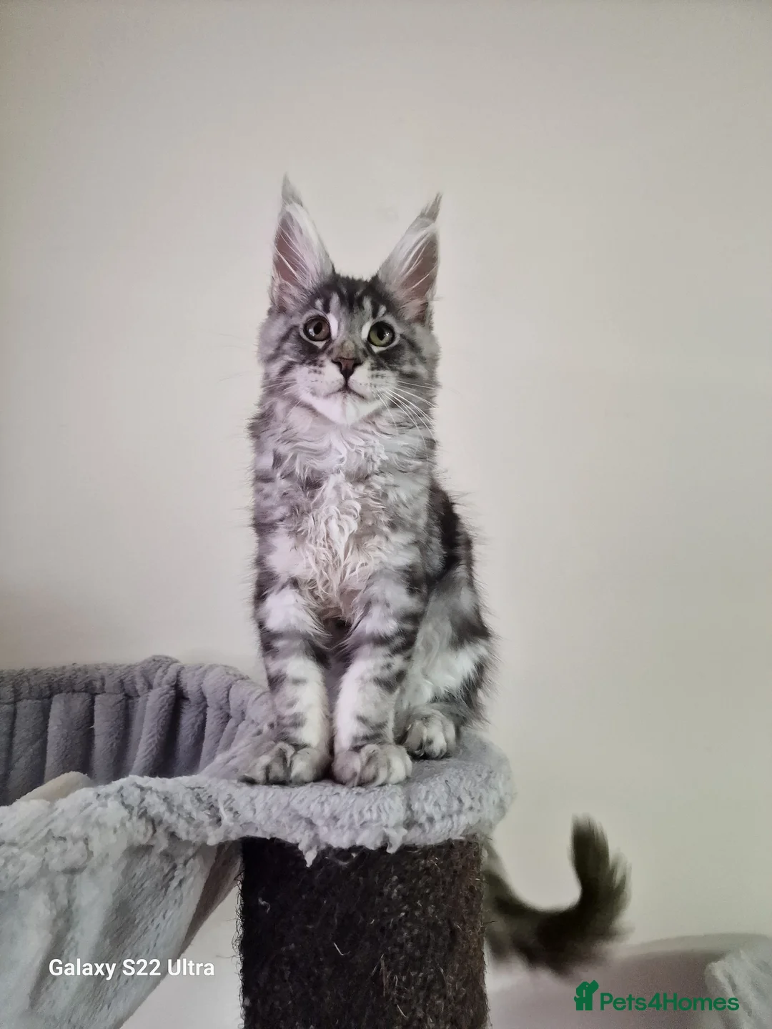 Maine Coon cats for sale:  Kittens – Licensed Fenikscoon Cattery (UK) 🐾 - Advert 21