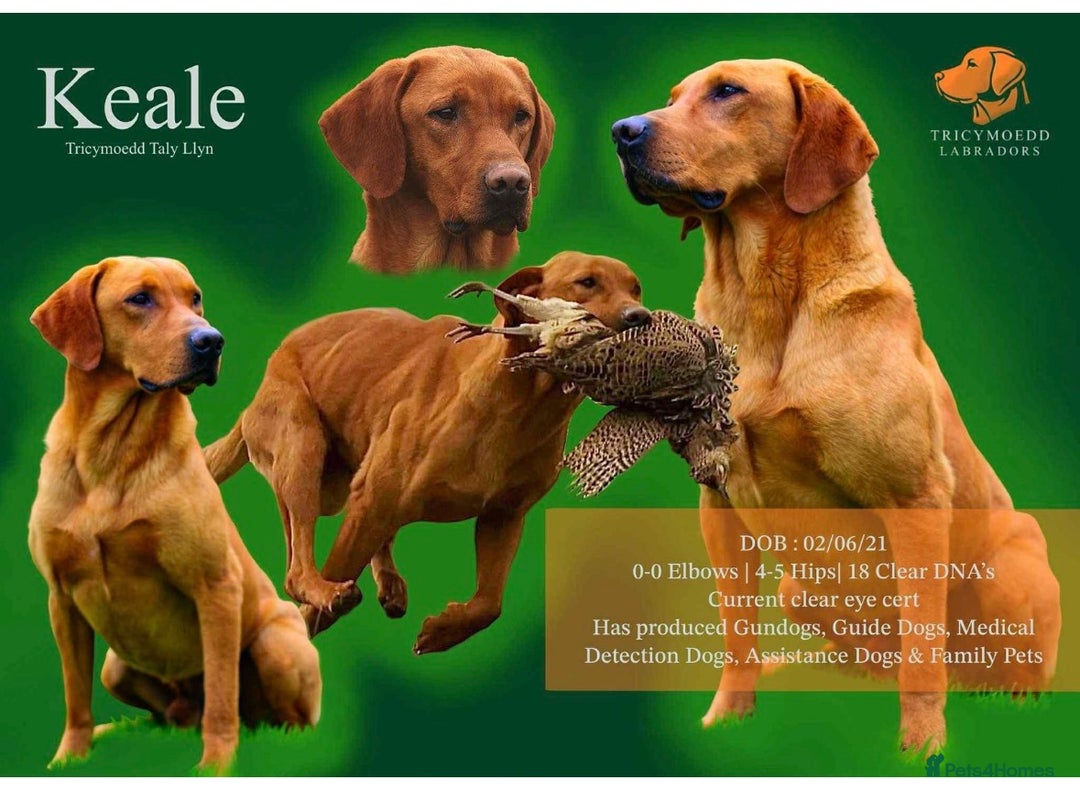 Mixed Breed dogs for sale: Meet the Griffadors - Advert 3