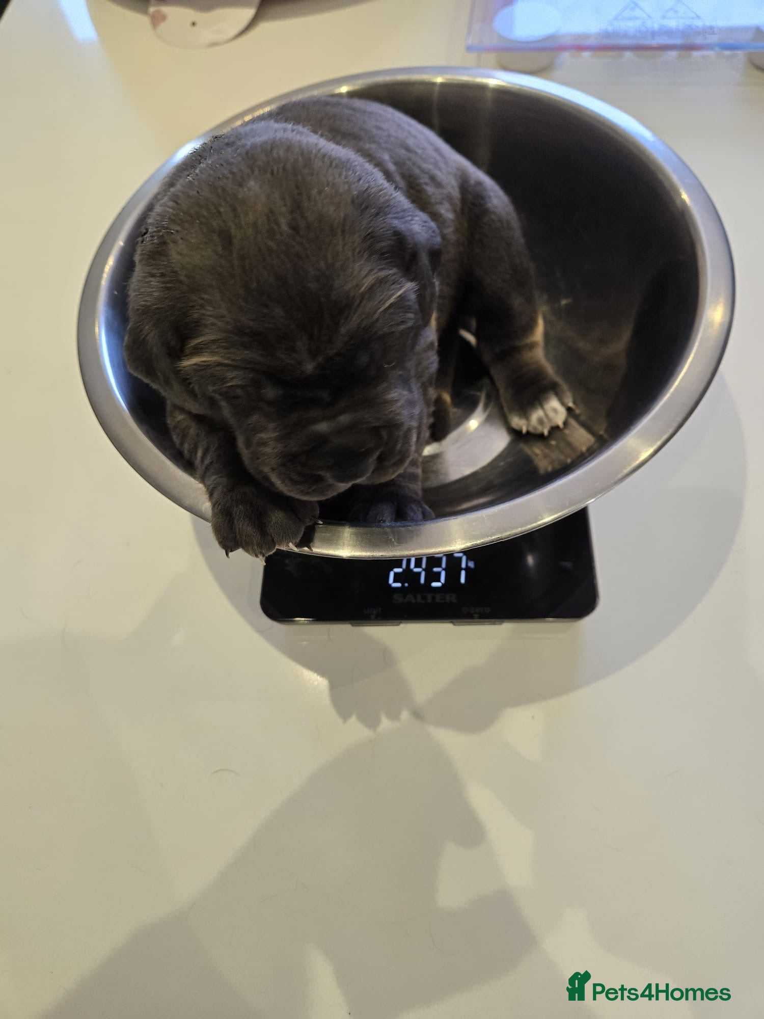 Cane Corso dogs for sale: Cane corso puppies  - Advert 8