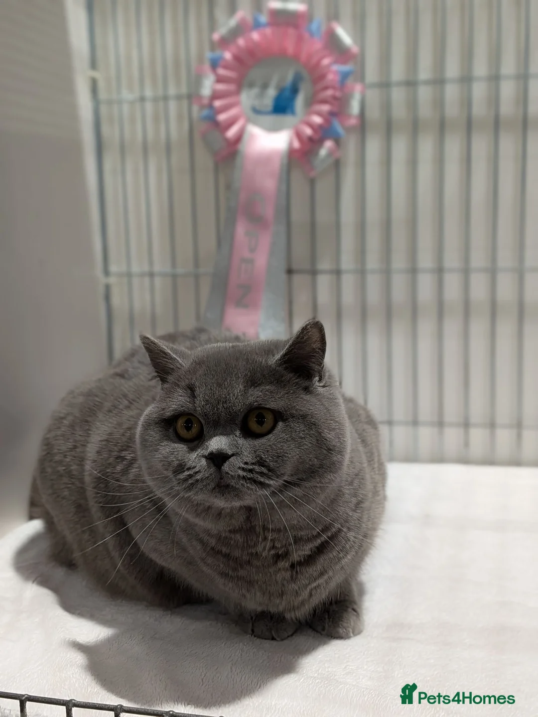British Longhair cats for sale: GCCF British Longhair - Advert 12