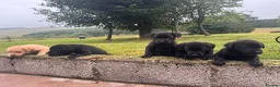 Labrador Retriever dogs for sale: Beautiful Kennel Club Registered Labradors Puppies in Brechin - Advert 18