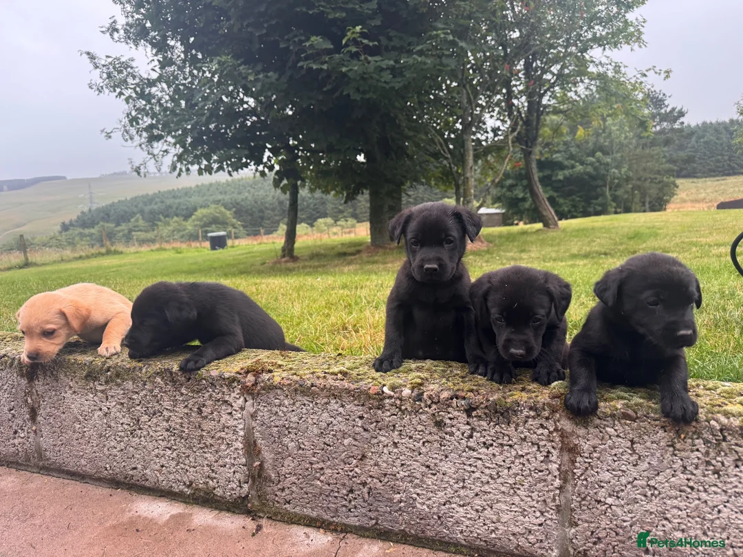 Labrador Retriever dogs for sale: Beautiful Kennel Club Registered Labradors Puppies in Brechin - Advert 18