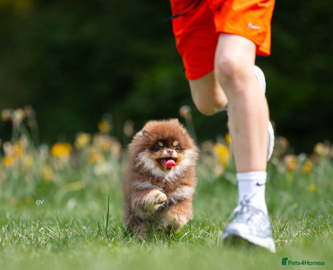 Pomeranian dogs for stud: Stunning Chocolate Tan Pomeranian Import 3kg - Advert 4