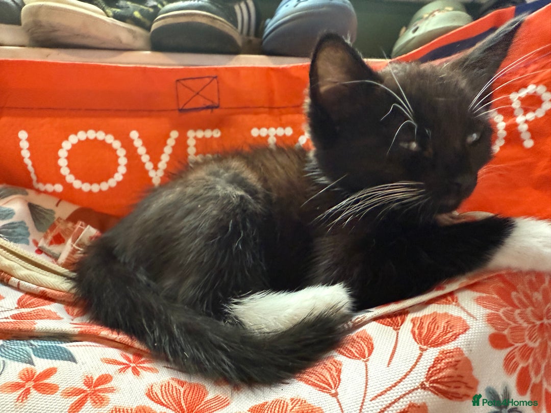 Mixed Breed cats for sale: tuxedo ghost tabby kittens - Image 8