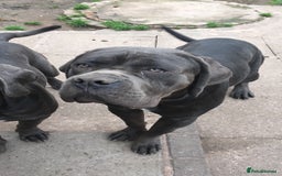 Cane Corso dogs for sale: Cane corso for sale - Image 2