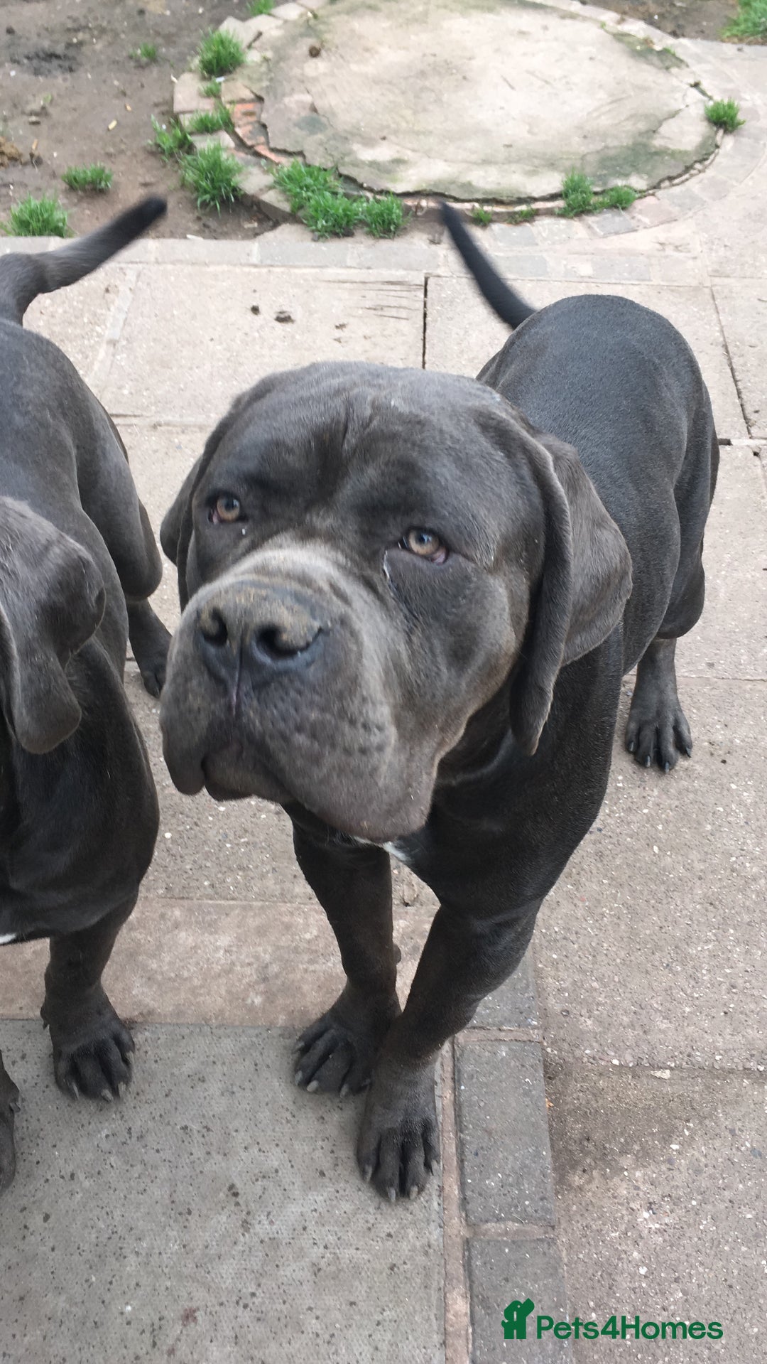 Cane Corso dogs for sale: Cane corso for sale - Image 2