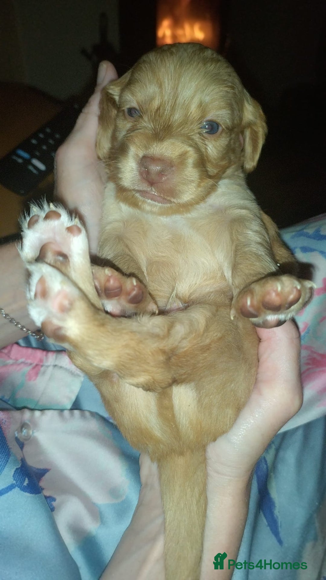 Cockapoo dogs for sale: F2 Cockapoo pups  - Image 18