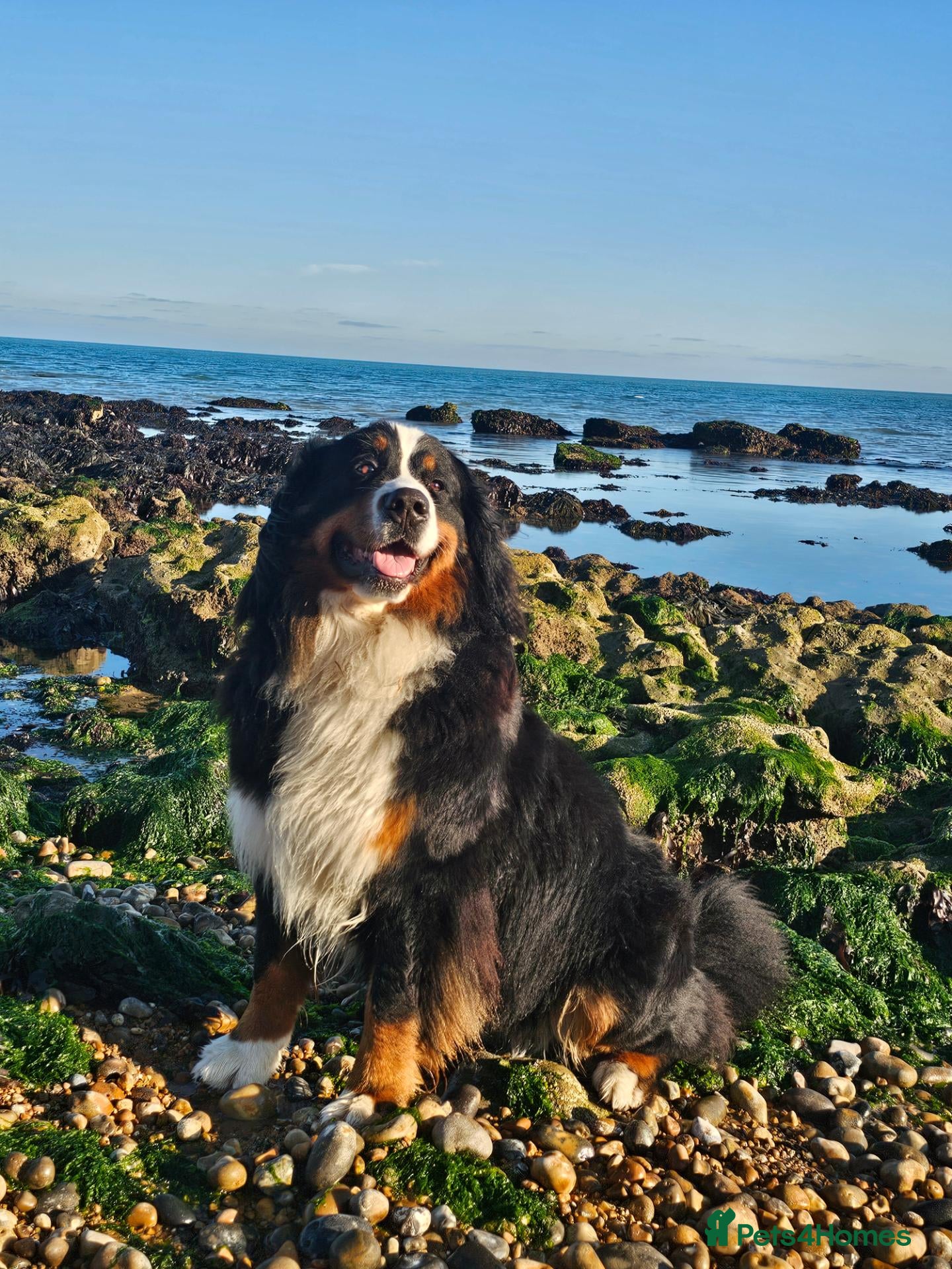 Bernese Mountain Dog dogs 🐾 Seven Beautiful Bernese Mountain Dog Puppies. - Advert 2