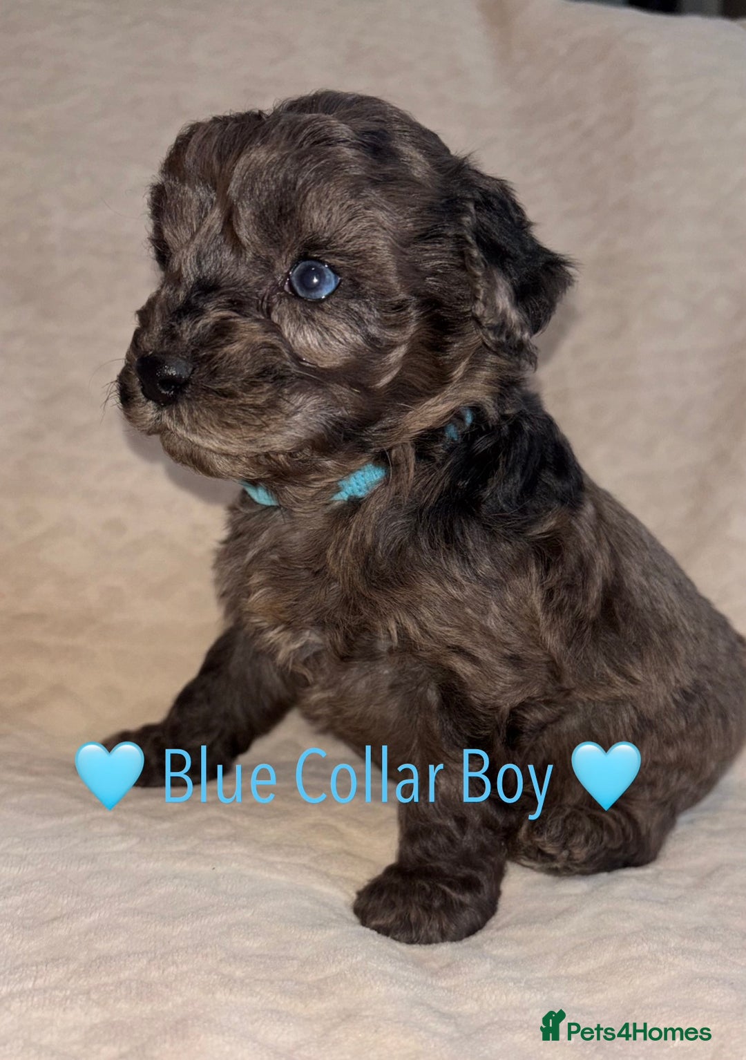 Cavapoo dogs for sale: 🐶 F1 CAVAPOO PUPPIES HEALTH TESTED PARENTS 🐶 - Advert 40