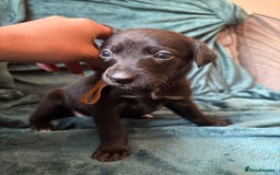 Mixed Breed dogs for sale: Beautiful whippet cross labrador(collie) puppies  - Image 17