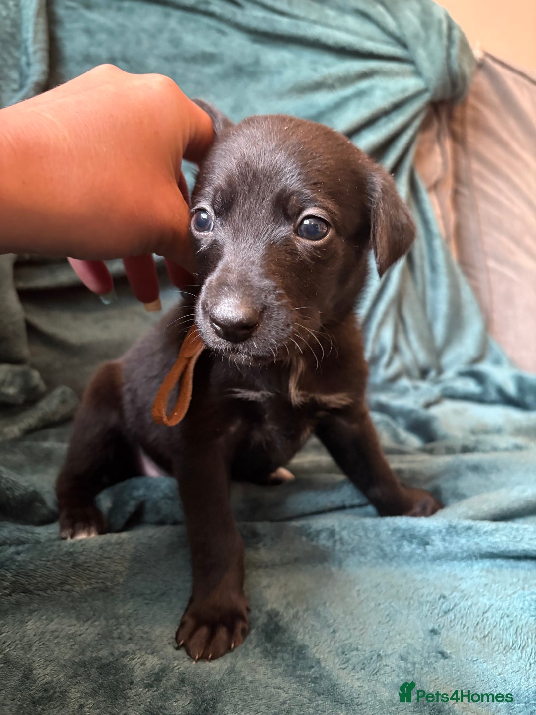 Mixed Breed dogs for sale: Beautiful whippet cross labrador(collie) puppies  - Image 17