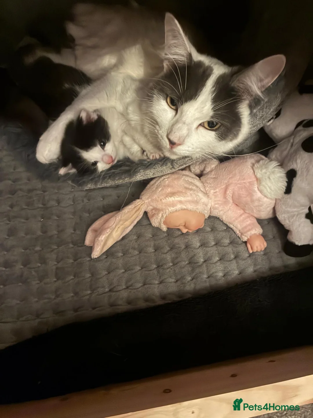 Mixed Breed cats for sale: Black and white kitten  - Advert 2