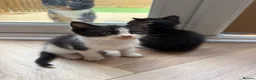 Mixed Breed cats for sale: Kittens ready now  - Advert 6